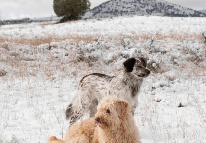 Two dogs play in a snowy field in Sierra Nevada, Spain, showcasing natural winter beauty.