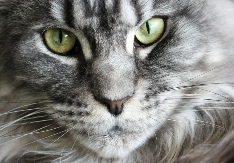 Detailed close-up of a grey Maine Coon cat's face showcasing its expressive eyes and fluffy fur.