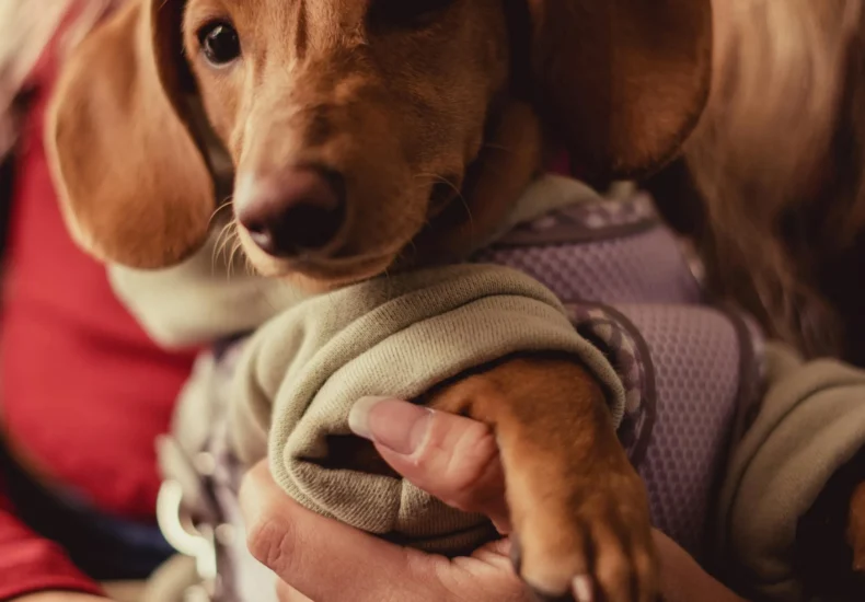 A Woman Holding Her Dachshund Wearing Dogs Clothing