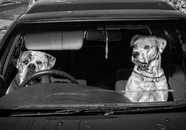 A black and white photo of two dogs sitting in the front seats of a parked car.