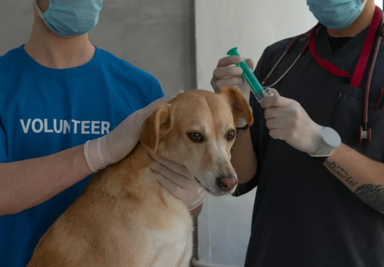 Vet administers injection to dog with volunteer assistance indoors. Caring and professional setting.