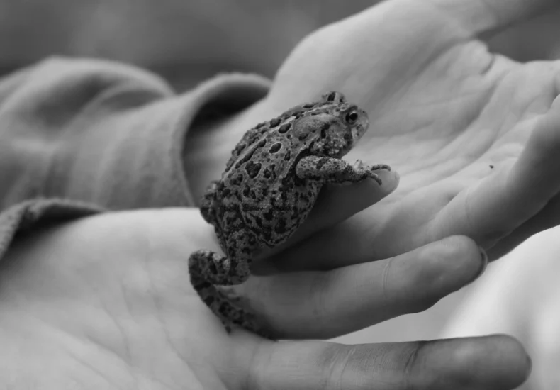 Black and white close-up of a frog held in a child's hands in Woodstock, Canada.