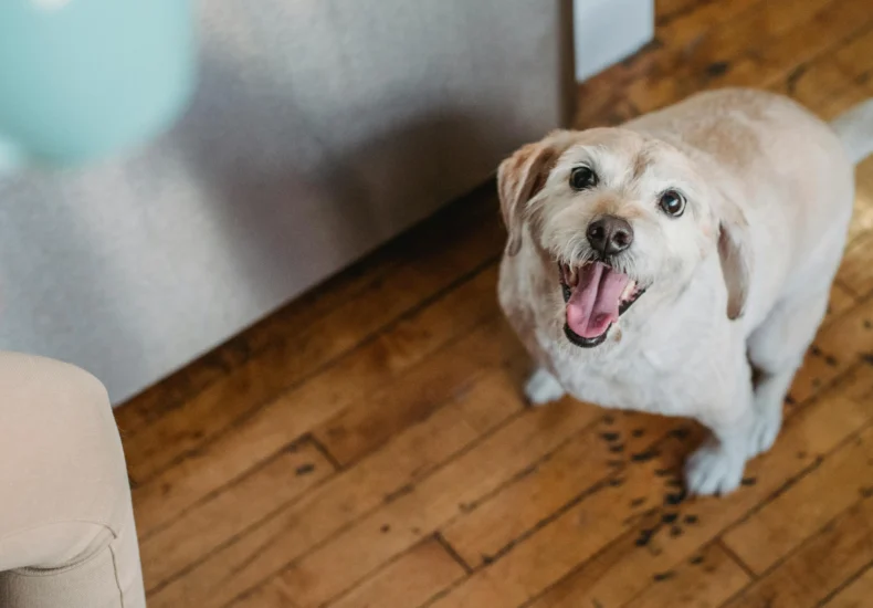 Happy dog looking up eagerly in a cozy wooden floored home setting.