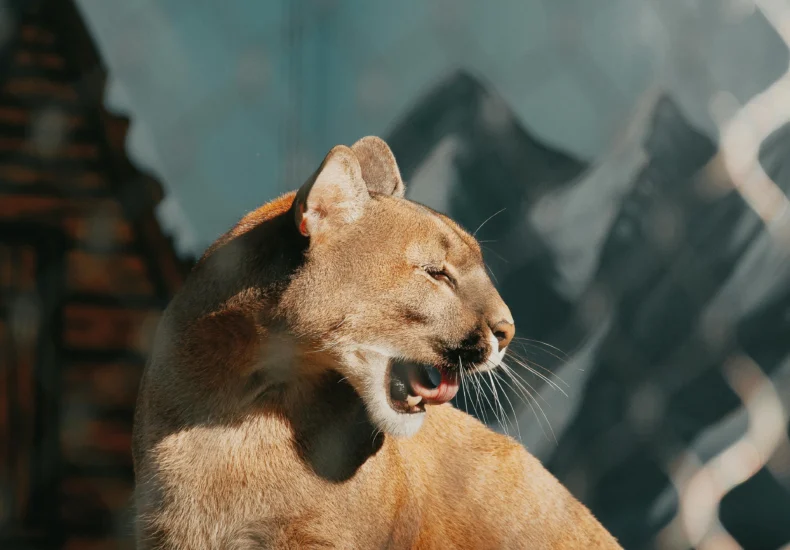 A stunning cougar basks in the sunlight, showcasing its majestic features at a zoo in Hungary.