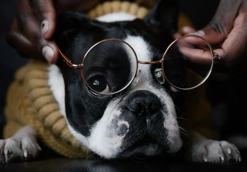 Adorable Boston Terrier wearing glasses, resting indoors in a cozy sweater, captures a cute and friendly moment.