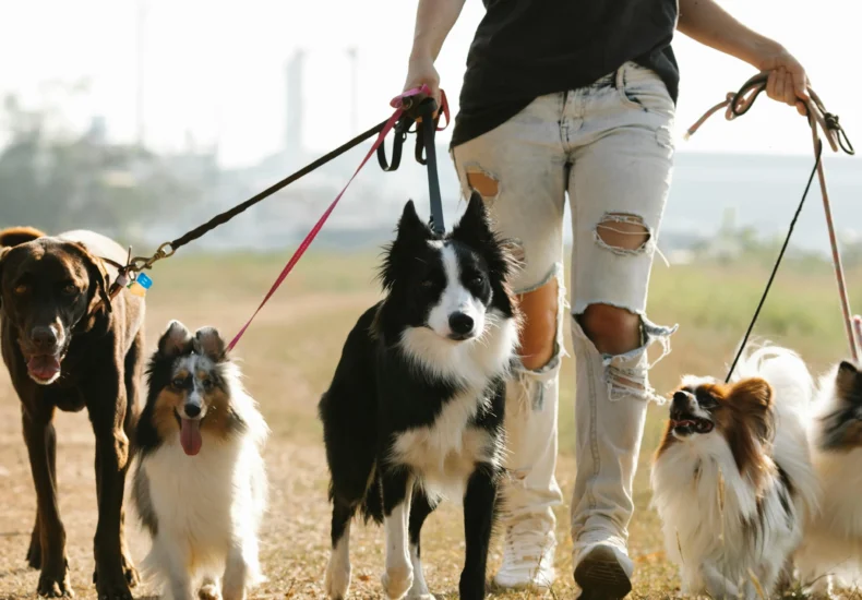 Crop anonymous female owner strolling with group of dogs of different breeds on leashes on rural road in sunny countryside