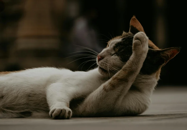 A serene domestic cat lying on a city street, appearing relaxed and content in Ahmedabad, India.