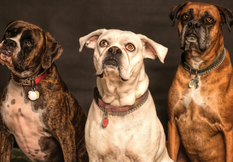Three Boxer dogs posing in a studio setting, showcasing elegance and charm.