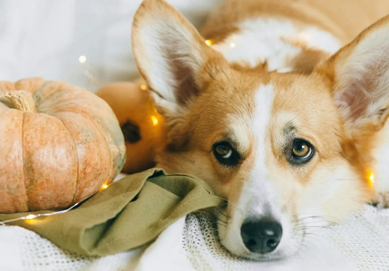 Adorable Corgi resting beside a pumpkin, adorned with fairy lights, capturing a cozy autumn vibe.