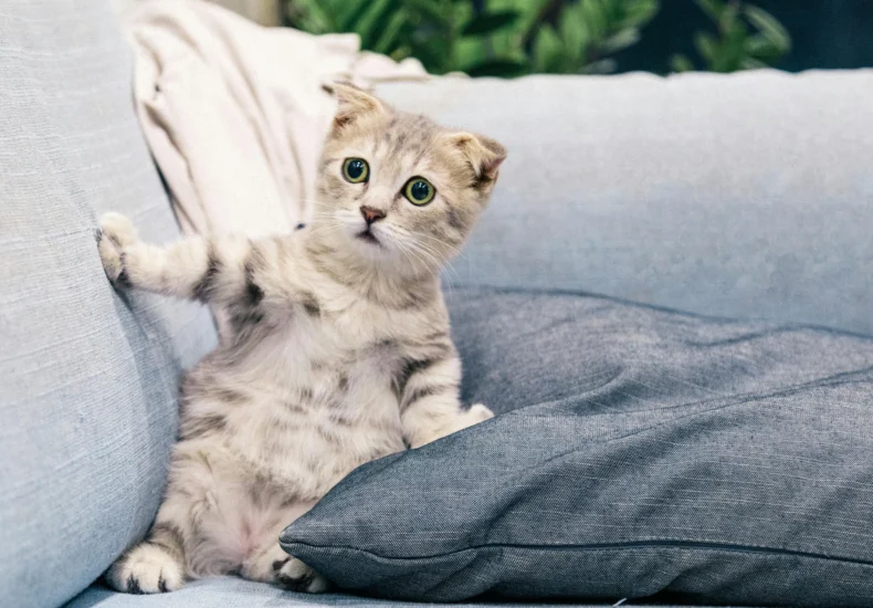 Cute Scottish Fold kitten sitting on a comfy sofa indoors, adding charm to any living space.
