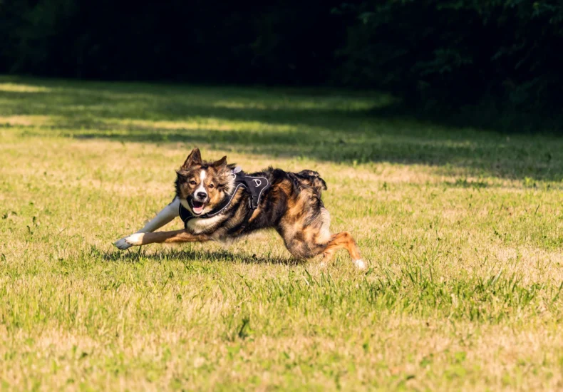 Energetic Border Collie dog playing fetch in a sunny park field.