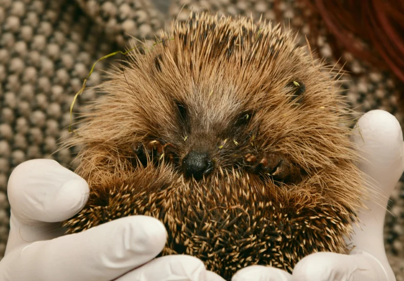 Adorable young hedgehog held in protective gloves, highlighting its prickly spines.