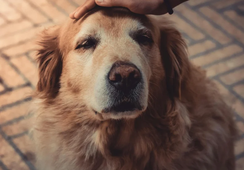Golden retriever enjoying a gentle pet outdoors, showcasing warmth and affection.