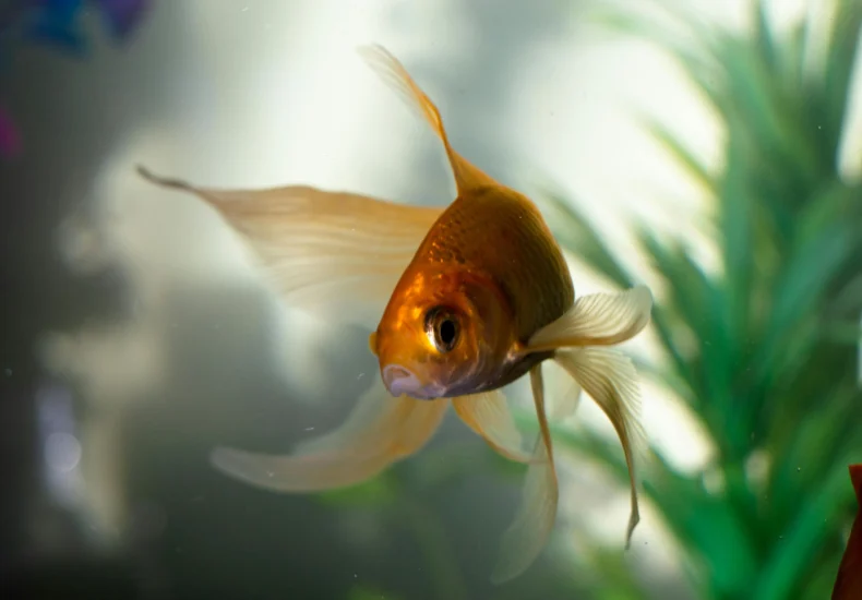 A graceful goldfish swims amidst aquatic plants in a serene aquarium setting.