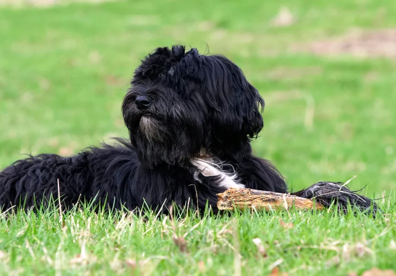 Tibetan Terrier