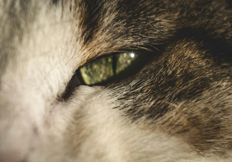 A detailed close-up shot of a cat's eye and fur, capturing the intricate details and colors.
