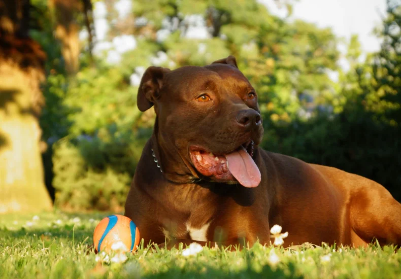 A joyful brown pit bull rests on grass with a toy ball in a sunny park.