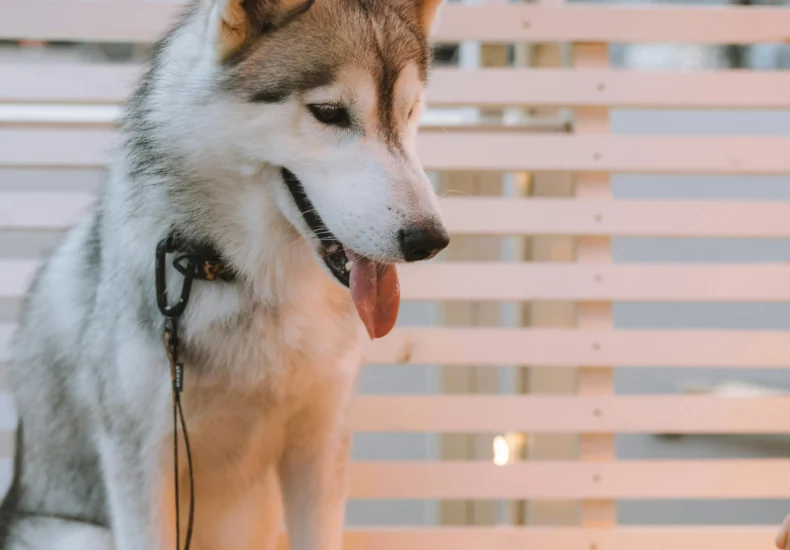 A Siberian Husky sits outdoors, captivated by a pizza box on a table, showcasing its adorable curiosity.