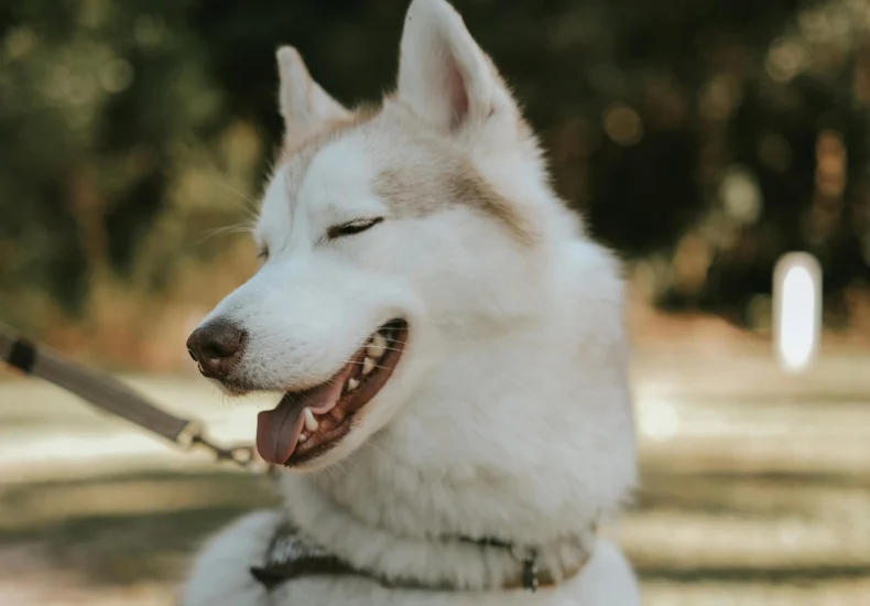 Cute Siberian Husky with a leash smiling in a park. Blur background highlights its playful nature.