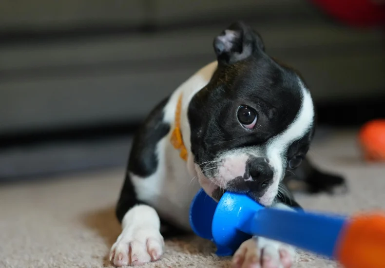 Adorable Boston Terrier puppy chewing a colorful toy indoors. Perfect pet moment.