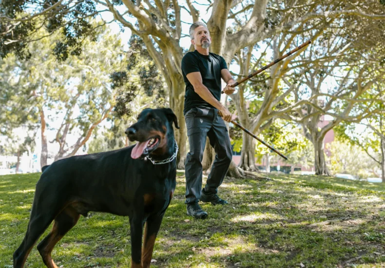 A man trains with arnis sticks next to a Doberman in a sunny park.