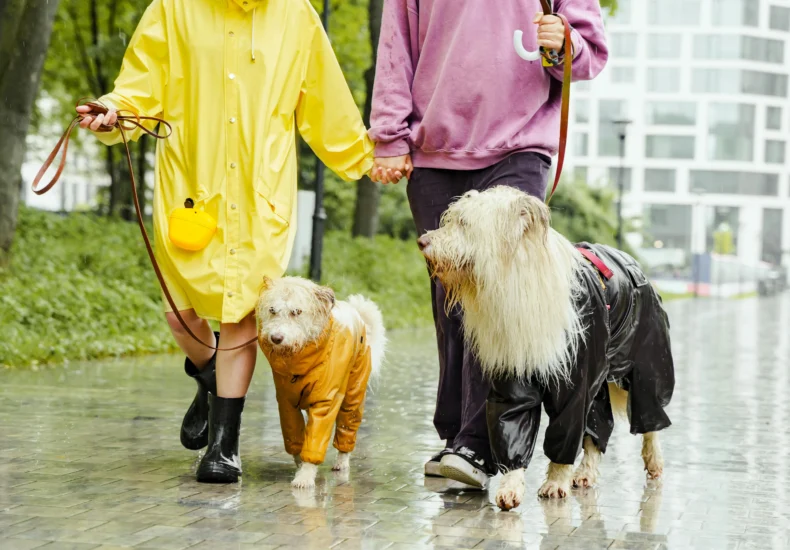 Couple walking dogs in raincoats on a wet path in an urban park. Rainy day, togetherness, pet care.