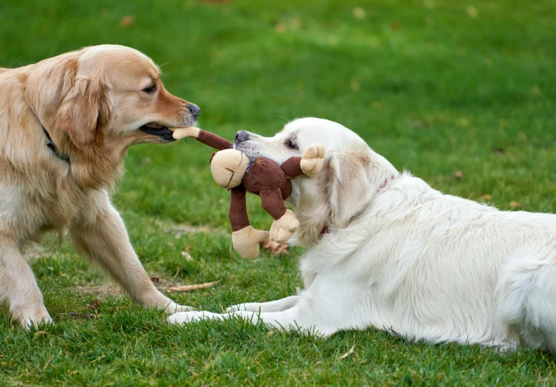 Two playful Golden Retrievers tug at a plush toy in a vibrant green outdoor setting.