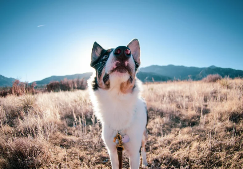 A Border Collie dog in a sunlit field with mountains in the background.