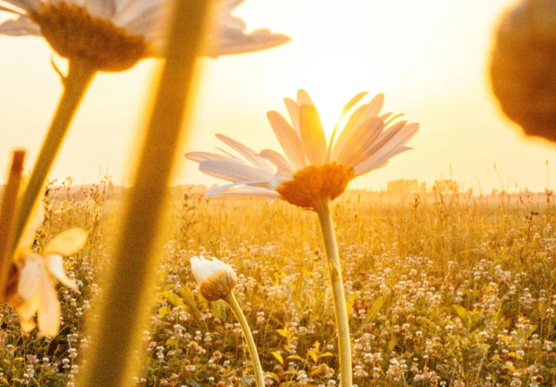 Daisies basking in golden sunlight in a rural field in summer.