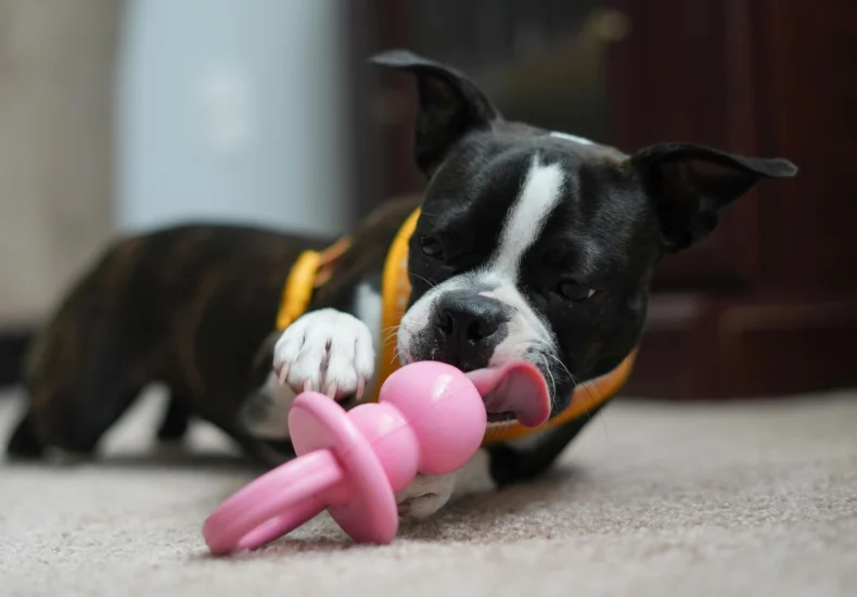 Boston Terrier enjoying a playful moment with a pink toy indoors. Perfect pet photography.