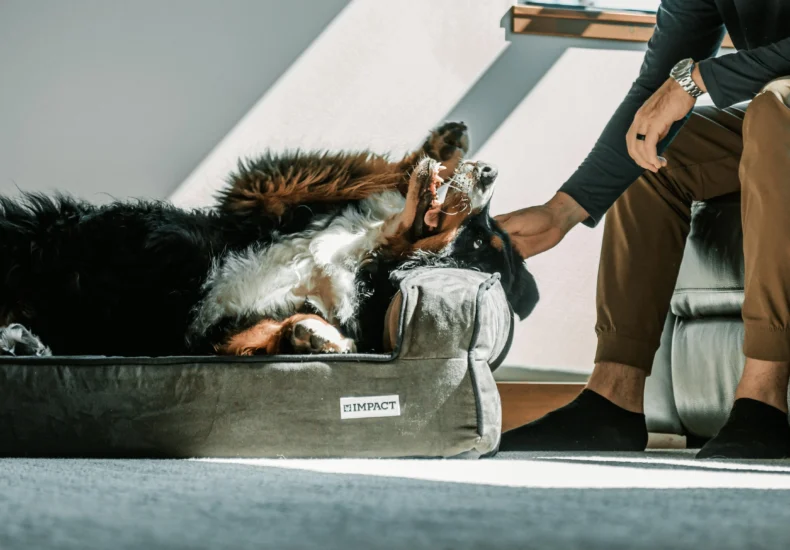 A Bernese Mountain Dog relaxes on a pet bed in a chic indoor setting, enjoying a gentle pet from a person.