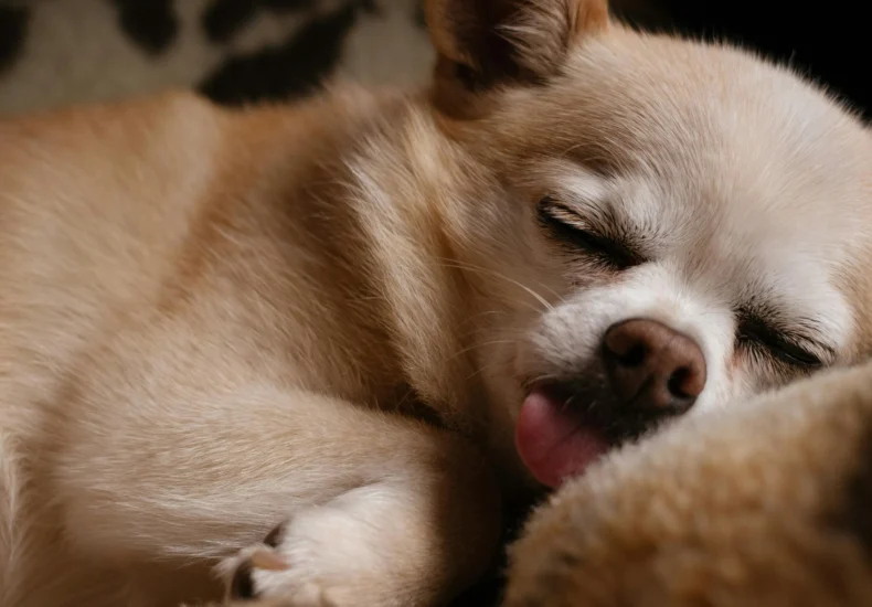 Adorable Chihuahua puppy peacefully sleeping under a warm, cozy blanket.