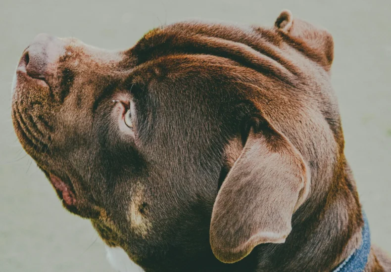 An adorable American Bully dog in a harness gazes upwards on a sunny day outdoors.