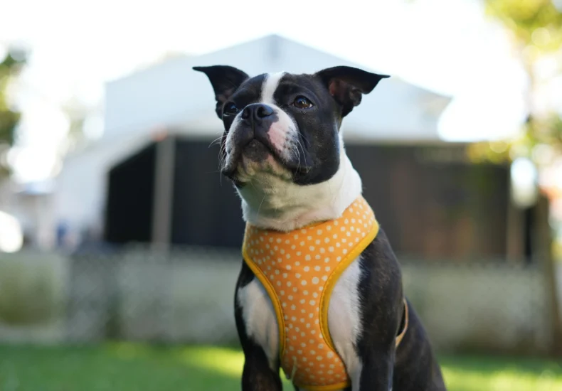 Boston terrier puppy