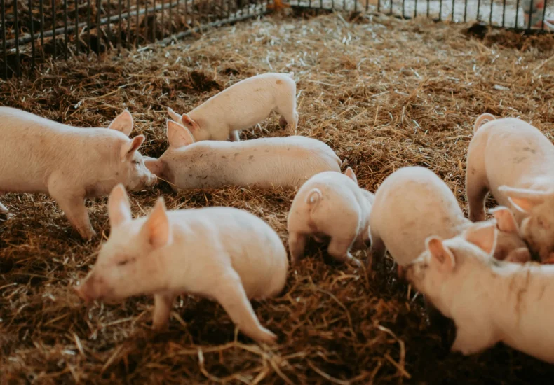 A group of piglets plays in the straw inside a Canadian barn, showcasing farm life.