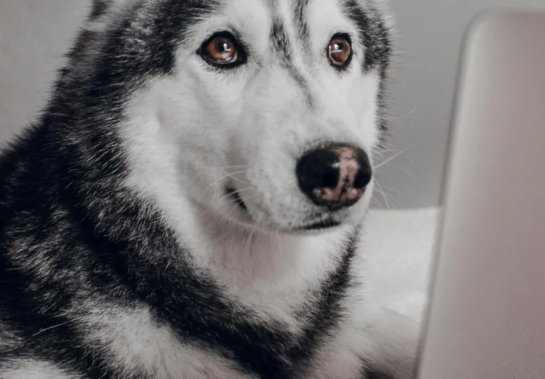 Adorable Siberian Husky sitting comfortably with a laptop in a cozy home setting.