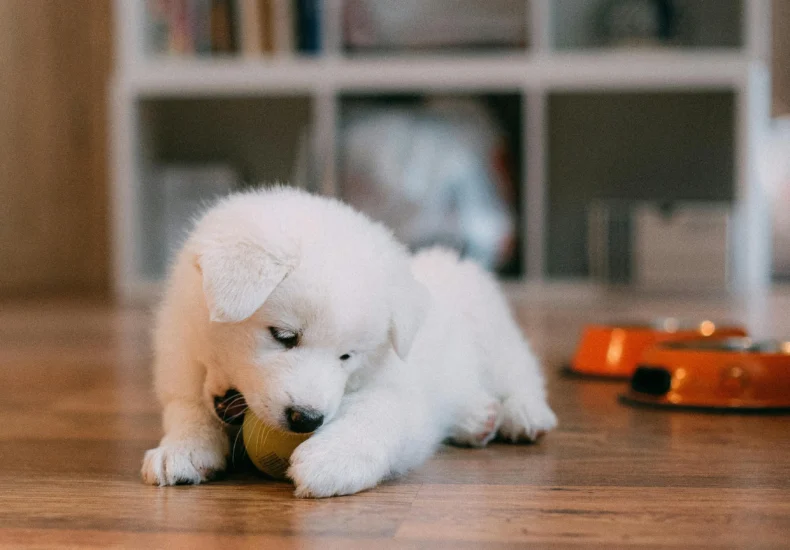 Adorable Samoyed puppy plays with a ball indoors, surrounded by cozy pet accessories.