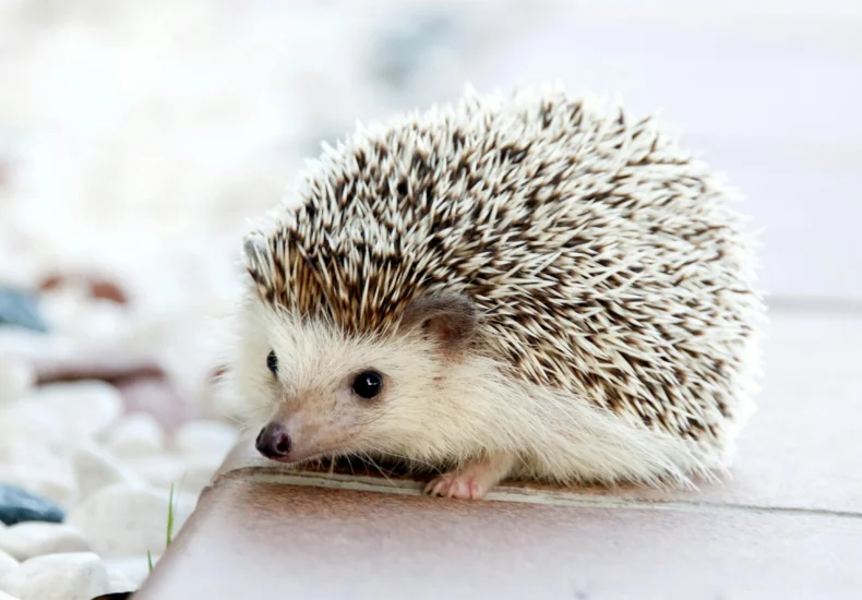 Close-up of a cute hedgehog with prickly spikes on a sunny outdoor setting.