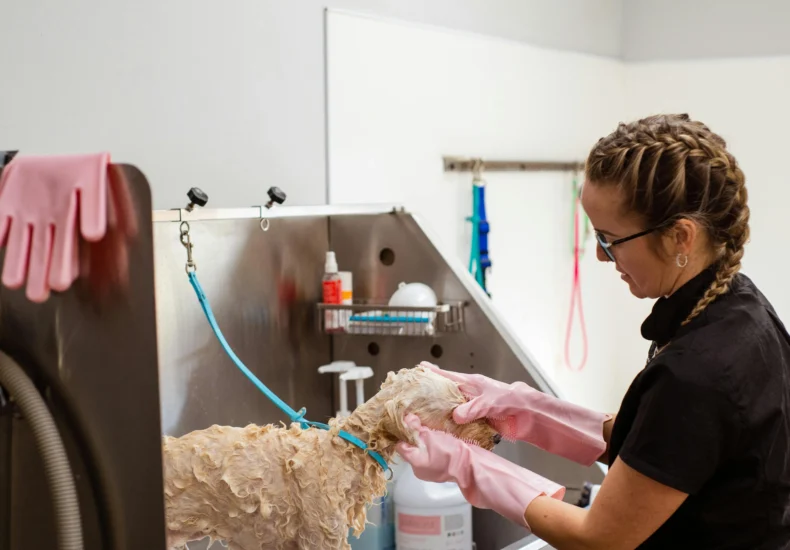Professional groomer washing a curly-haired dog at a grooming salon with care.