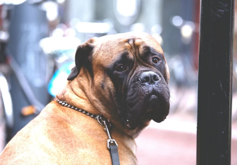 A Bullmastiff dog on a chain, sitting outdoors, providing a strong presence.