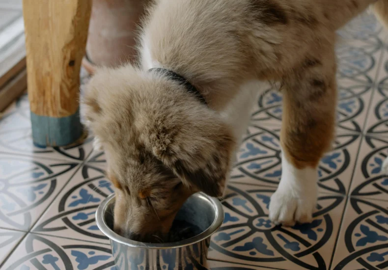 Adorable Australian Shepherd puppy enjoying meal from metal bowl on patterned tile floor.