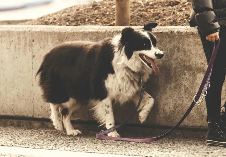 A Border Collie on a walk with its owner along a concrete path.