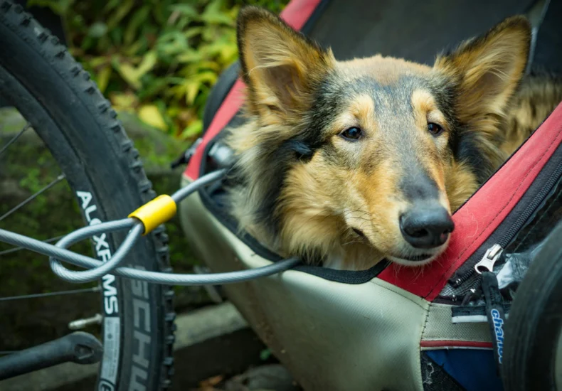 A Collie dog comfortably rests in a bicycle trailer, surrounded by lush greenery on a sunny day.