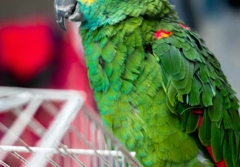 Colorful parrot with vivid feathers perched indoors on a white cage.