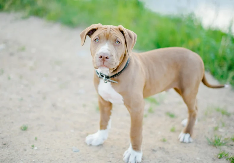 Charming young pitbull dog standing outdoors on a sunny day. Ideal for pet and animal themed imagery.