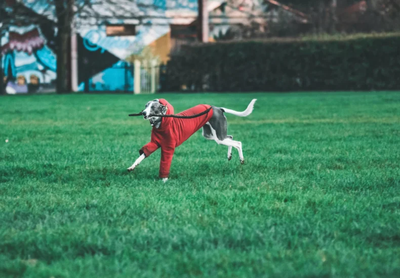 A joyful dog in a red coat runs across a grass field, enjoying outdoor play.