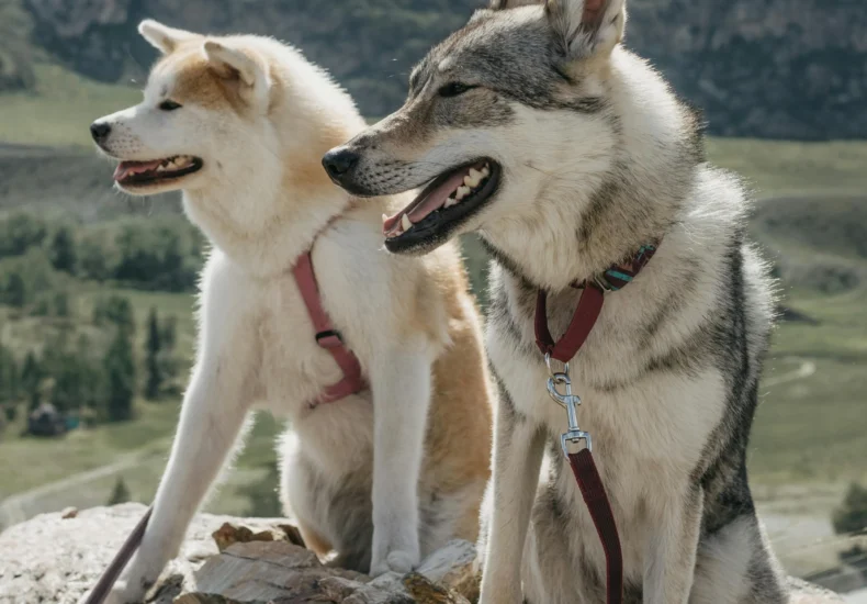Two dogs sitting on rocks enjoying a scenic mountainous landscape. Perfect for nature and animal themes.