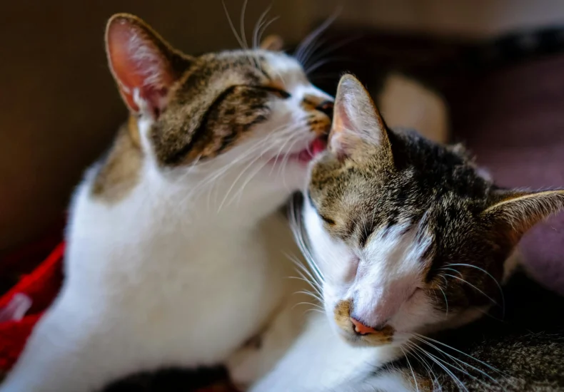 Adorable white domestic cats with brown spots licking heads while lying together on comfortable bed in light bedroom at home