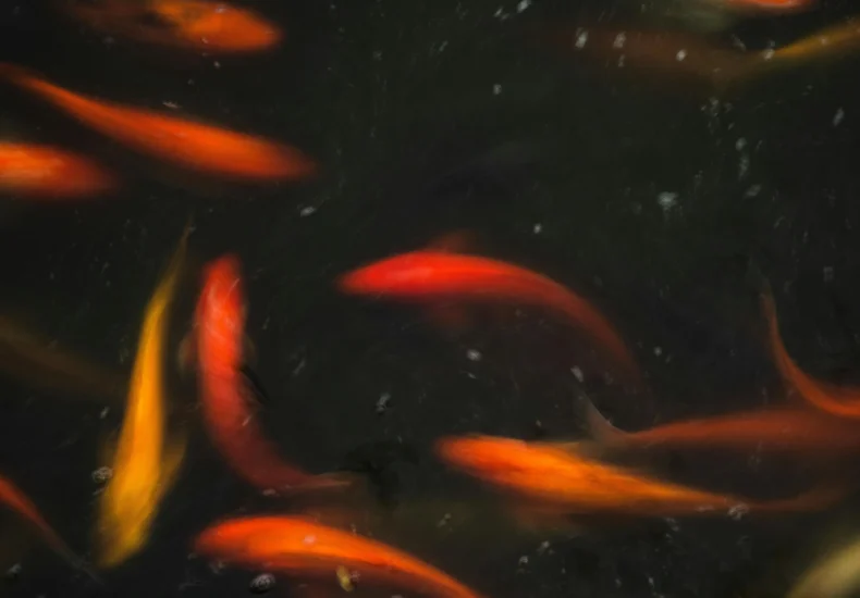 Bright koi fish gracefully swim in a serene pond, showcasing vibrant colors and tranquil movement.