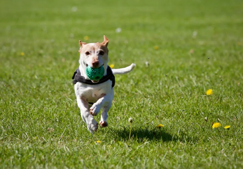 A cute dog joyfully running with a ball in a grassy field, exuding playful energy.